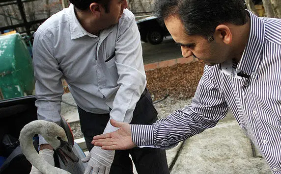 (تصاوير) مداوای قوی زخمی تالاب آلاگل