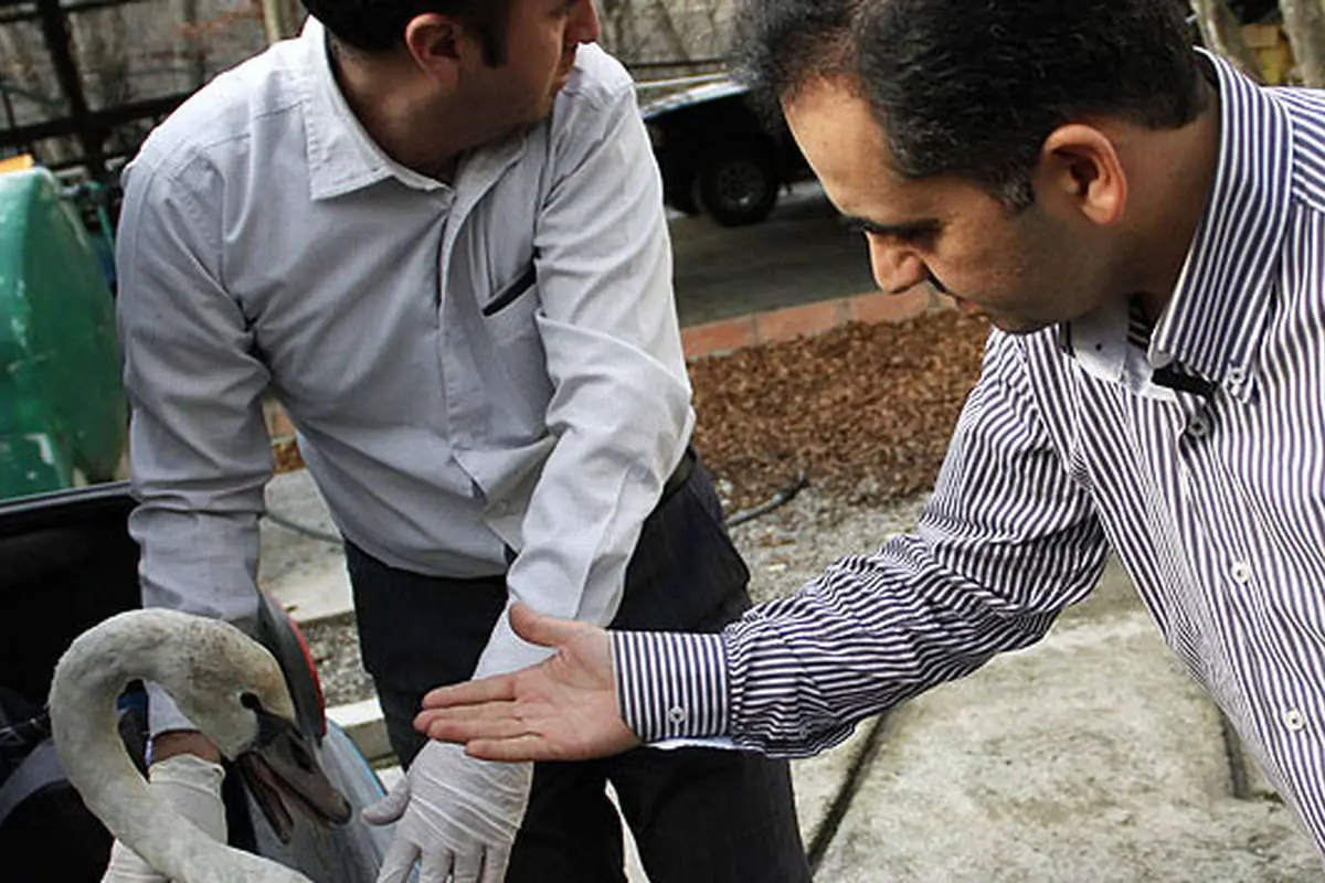 (تصاوير) مداوای قوی زخمی تالاب آلاگل