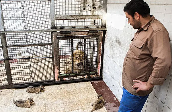 (تصاویر) شیر باغ‌وحش تهران 3قلو زائید