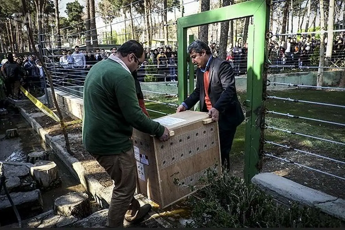(تصاویر) ورود اولین «کانگورو»ها به ایران