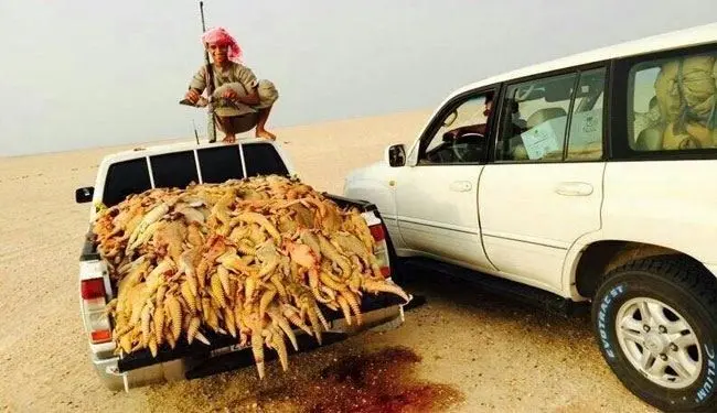 (تصاویر) نسل‌كشي سوسمارها در عربستان