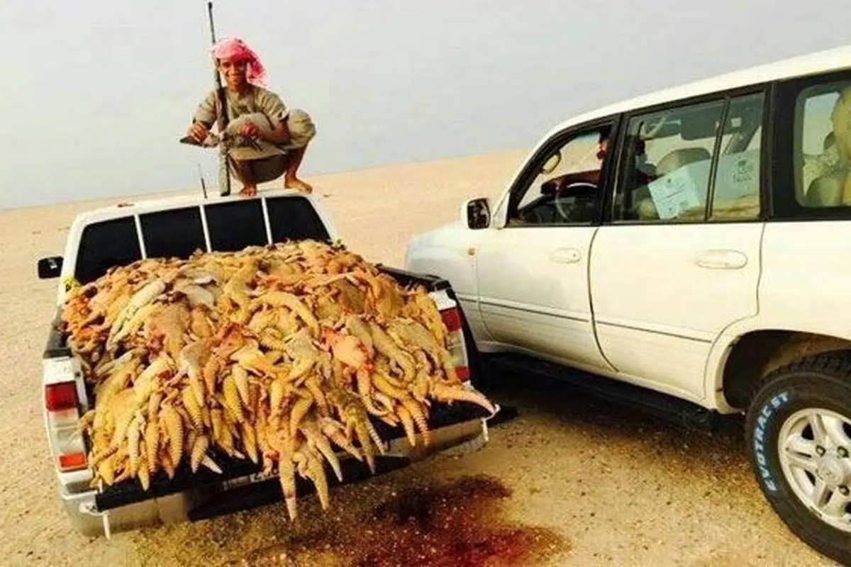 (تصاویر) نسلكشي سوسمارها در عربستان