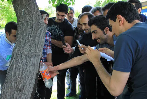 (تصاویر) جوشش آب از تنه درخت در همدان