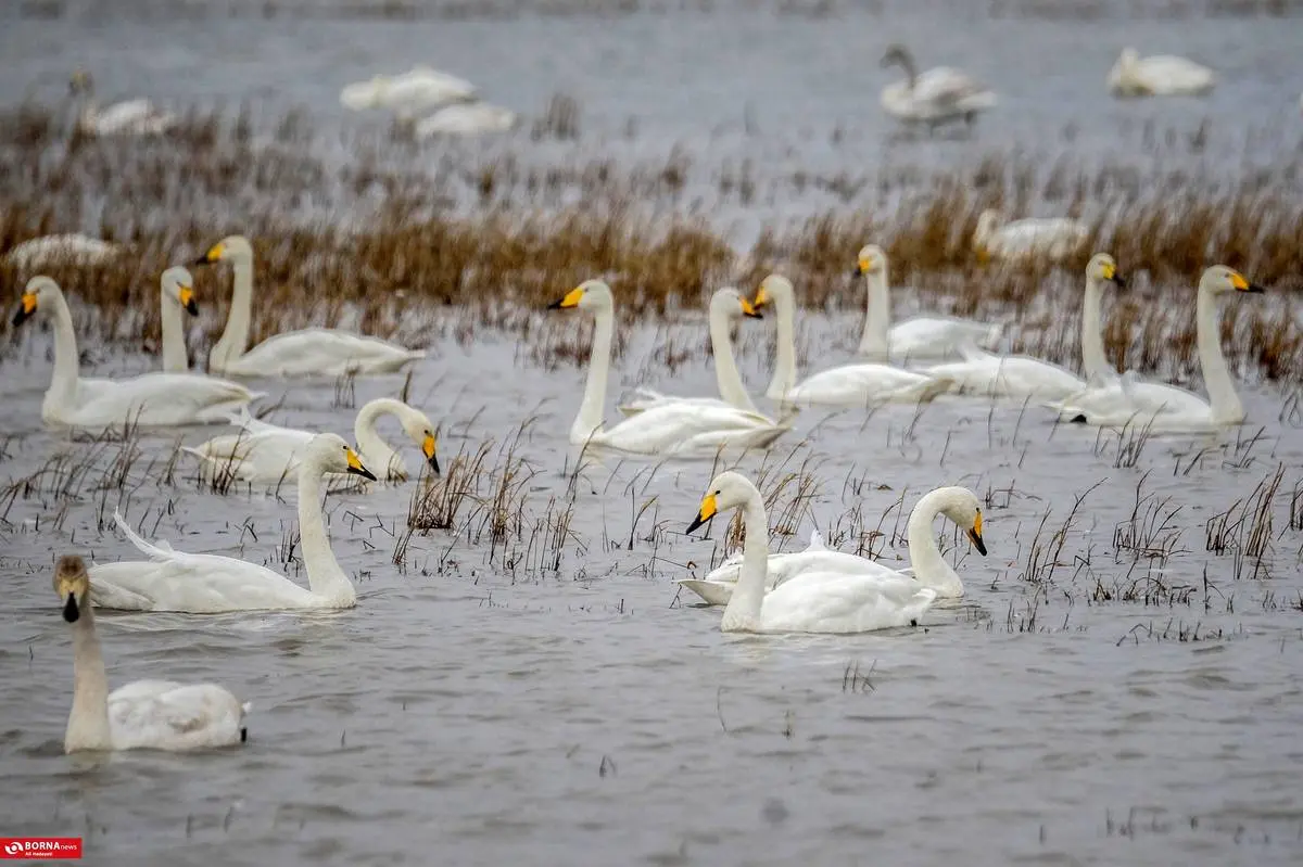تصاویر؛ سرخرود مازندران میزبان قو‌های آوازخوان 3