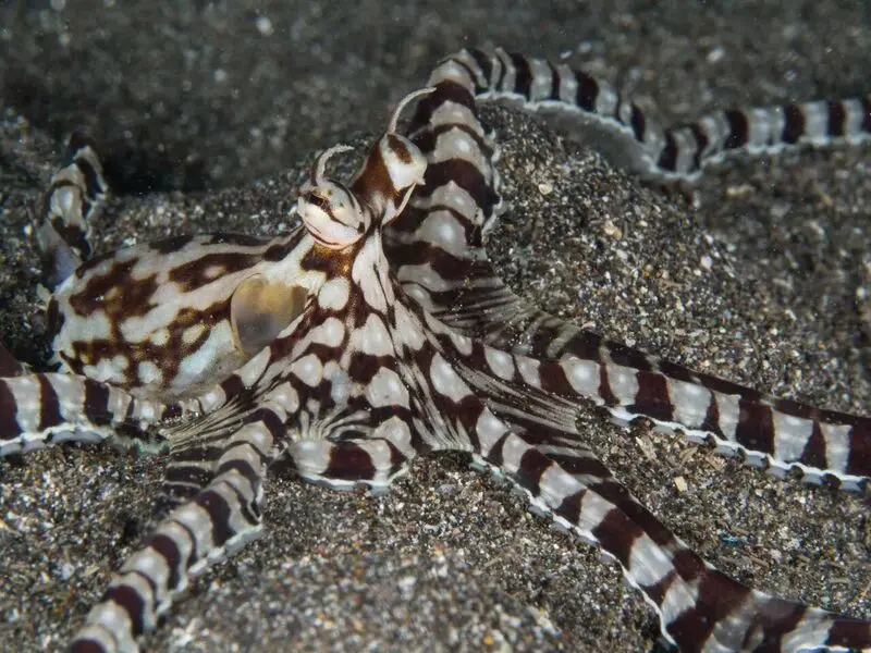 حیوانات ابرقهرمان