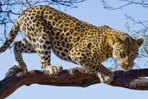 حمله پلنگ وحشی به اهالی یک روستا