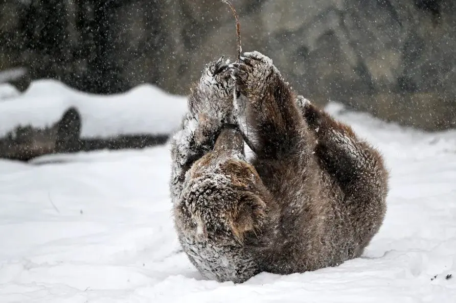 عشق و حال یک خرس در برف شیکاگو