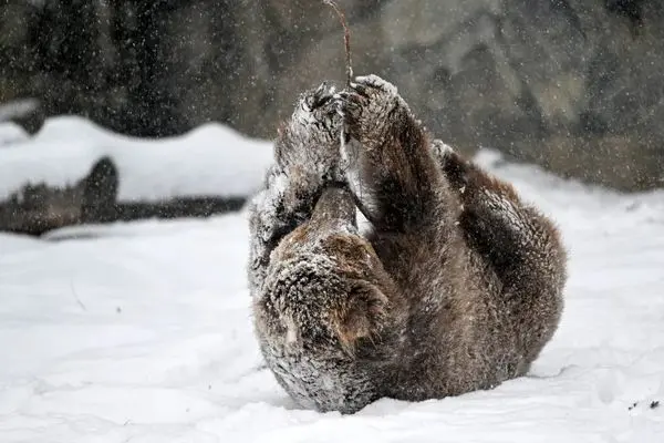 عشق و حال یک خرس در برف شیکاگو