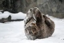 عشق و حال یک خرس در برف شیکاگو