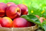 با این میوه تابستانی به جنگ بیماری‌ها بروید