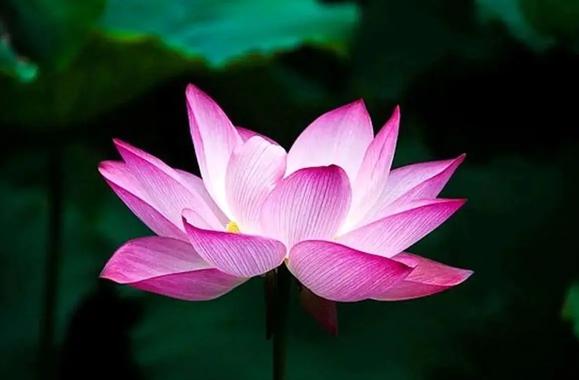 پیام های زیبا برای تبریک روز زن به همه خانم‌ها به مناسبت روز زن 1404