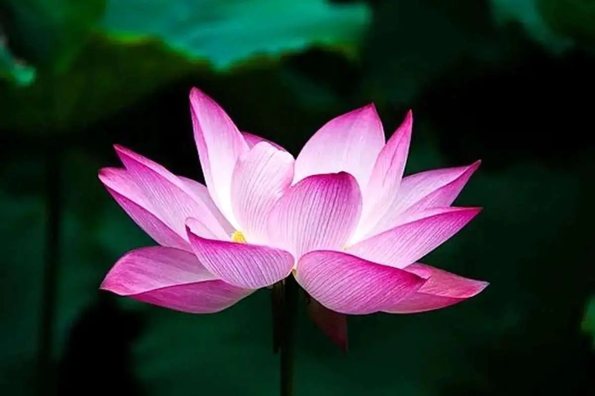 پیام های زیبا برای تبریک روز زن به همه خانم‌ها به مناسبت روز زن 1404