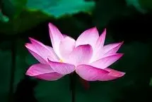 پیام های زیبا برای تبریک روز زن به همه خانم‌ها به مناسبت روز زن 1404