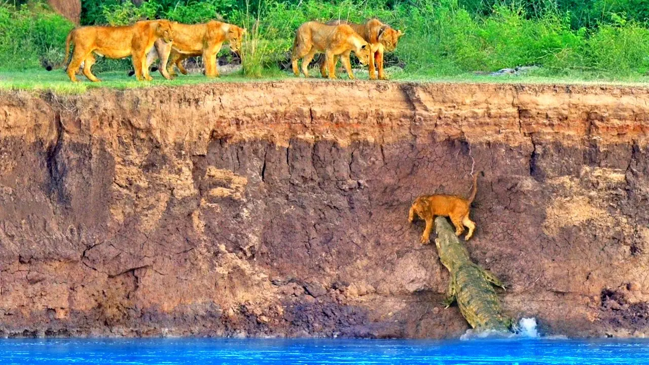 مرگ دلخراش توله‌های شیر در حمله تمساح‌ها و اسب‌های آبی