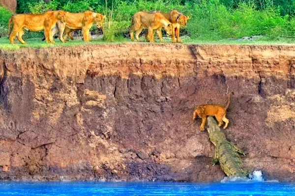 مرگ دلخراش توله‌های شیر در حمله تمساح‌ها و اسب‌های آبی