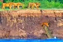 مرگ دلخراش توله‌های شیر در حمله تمساح‌ها و اسب‌های آبی