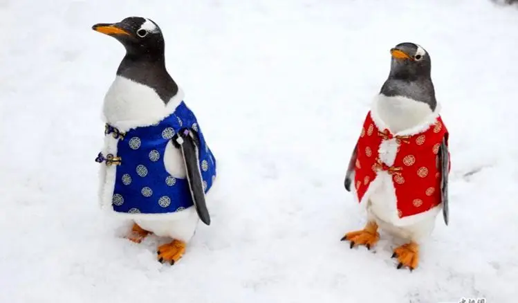 رژه پنگوئن‌ها با لباس سنتی چینی!