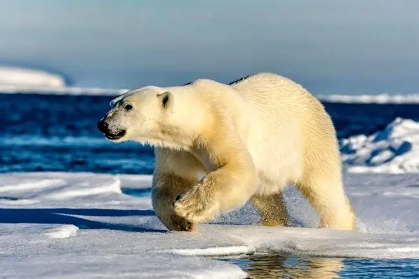 لذت بردن خرس قطبی از سر خوردن روی برف