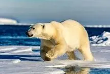 لذت بردن خرس قطبی از سر خوردن روی برف