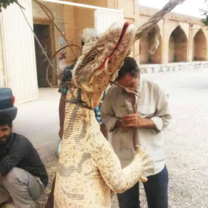 (تصویر) معمای کشف بزمجه غول‌پیکر در اصفهان