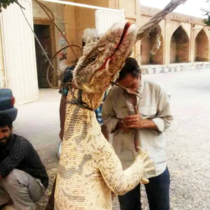 (تصویر) معمای کشف بزمجه غول‌پیکر در اصفهان