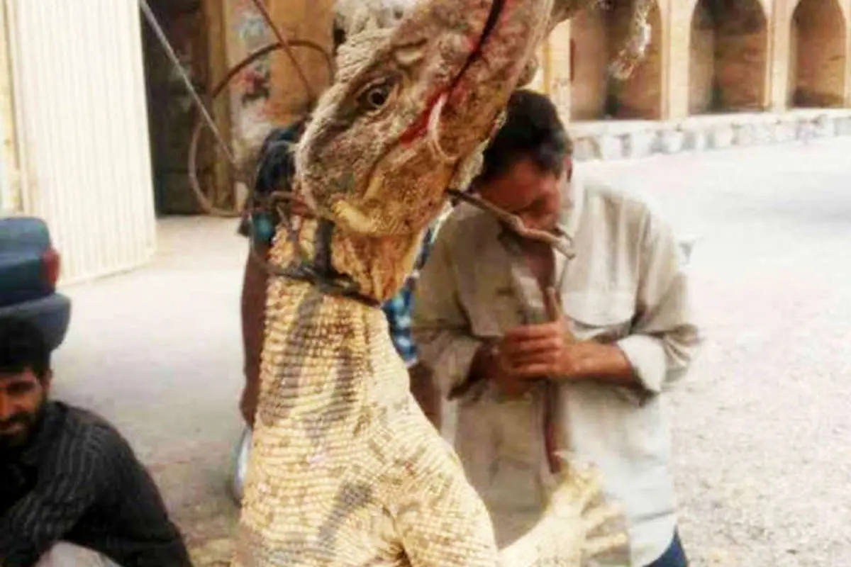 (تصویر) معمای کشف بزمجه غولپیکر در اصفهان