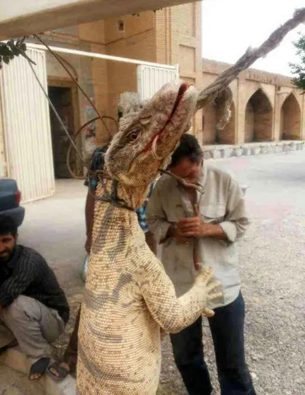 (تصویر) معمای بزمجه غول‌پیکر حل شد!