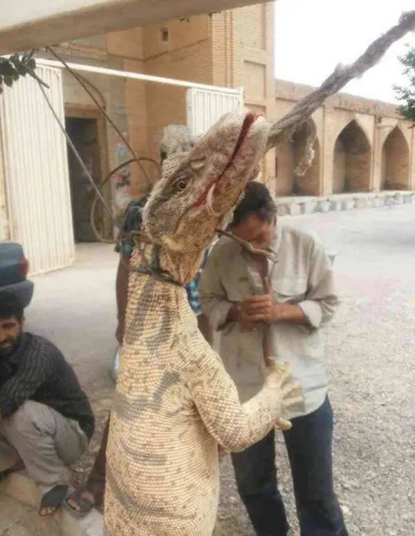 (تصویر) معمای بزمجه غول‌پیکر حل شد!