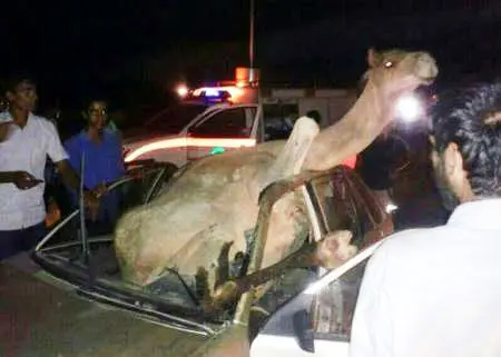 (تصویر) برخورد با شتر راننده پژو را کشت
