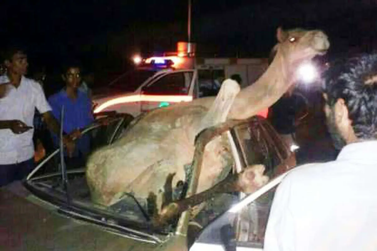 (تصویر) برخورد با شتر راننده پژو را کشت