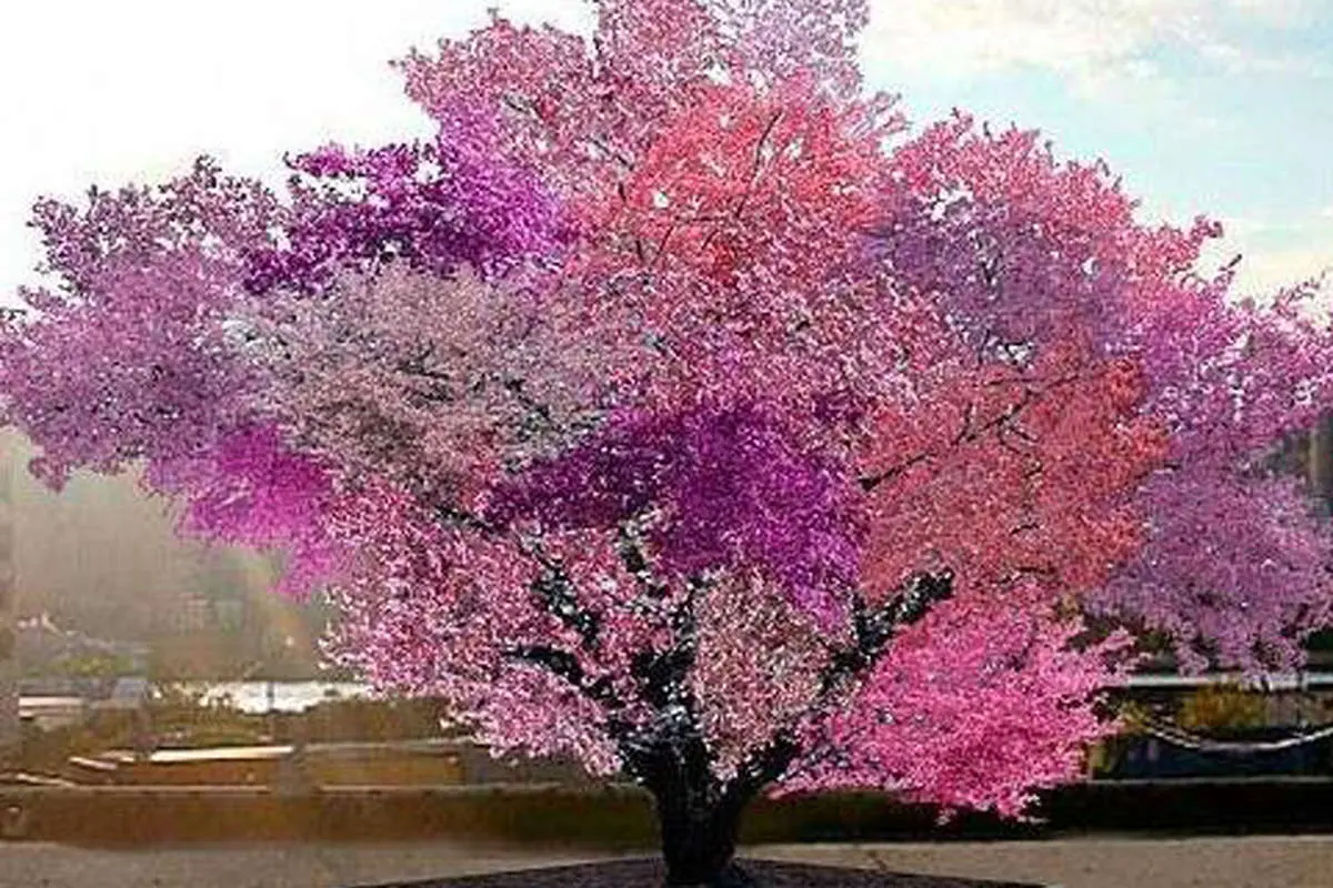 (تصاویر) درختی که 40 نوع میوه میدهد