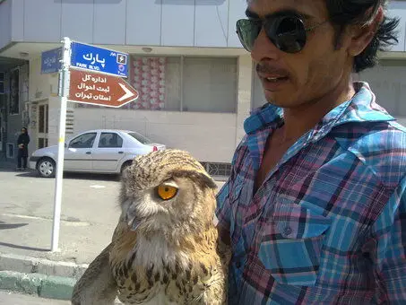 (تصویر) فروش جغد شاخدار کنار خیابان!