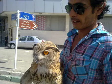 (تصویر) فروش جغد شاخدار کنار خیابان!