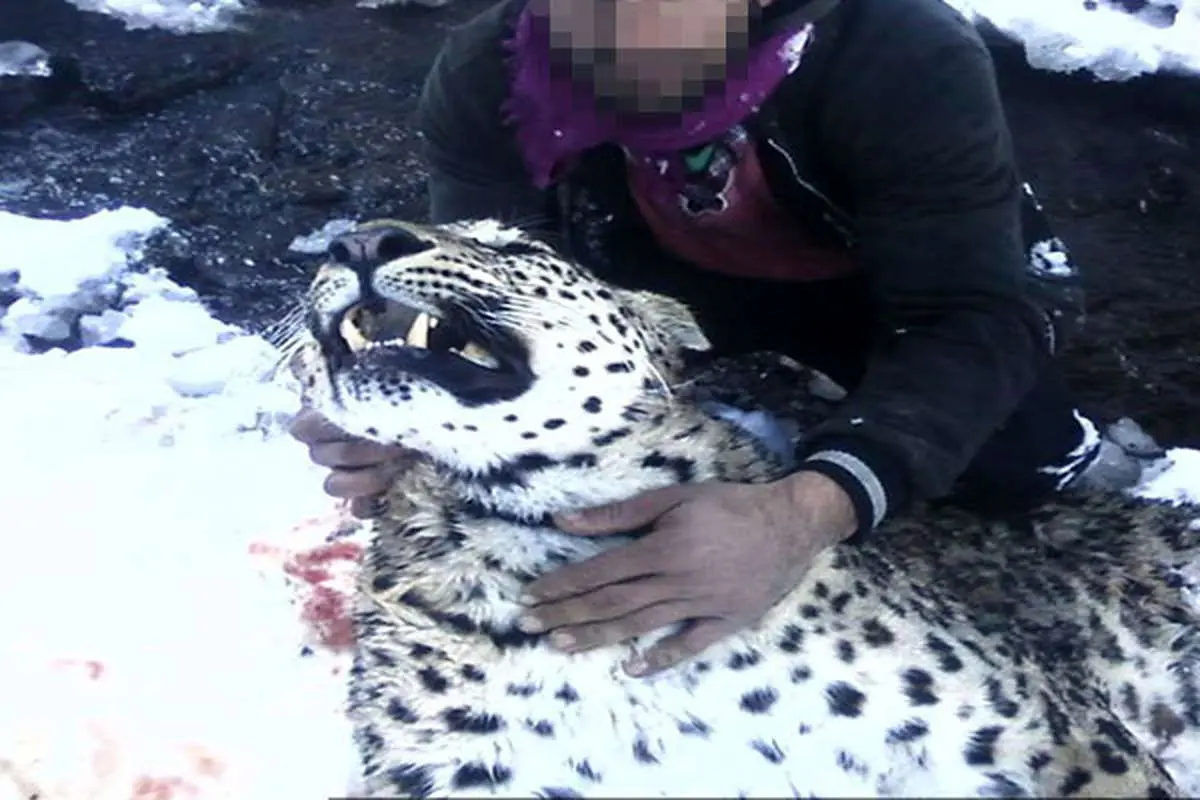 (تصویر) کشتن پلنگ توسط شکارچی ثروتمند