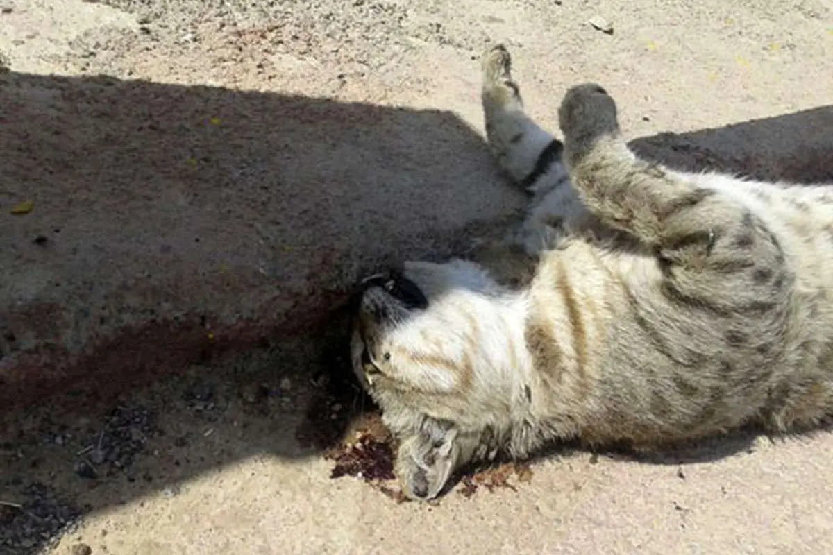 (تصاویر) مرگ گربهوحشی در تصادف