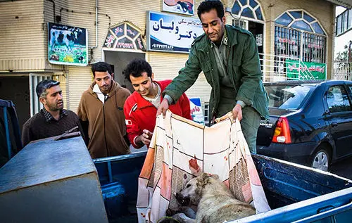 (تصاوبر) نجات ماده گرگ از مرگ