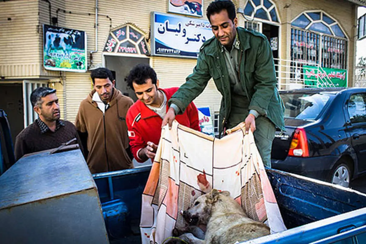 (تصاوبر) نجات ماده گرگ از مرگ