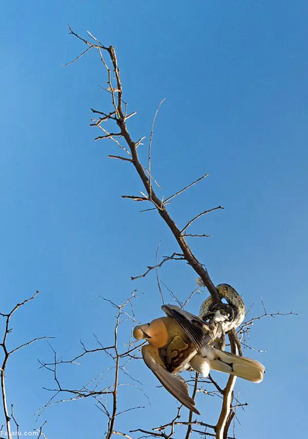 (تصاویر) چنبره مرگ به دور کبوتر