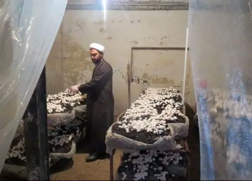 (تصاویر) پرورش قارچ در خانه امام‌ جمعه