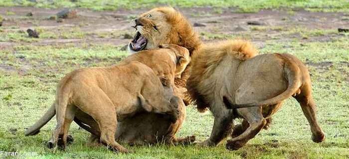 (تصاویر) اتحاد دو ماده شیر در برابر شیرنر