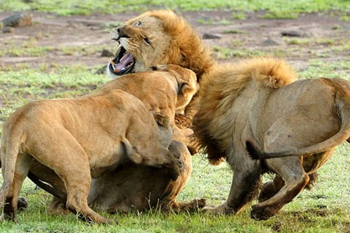 (تصاویر) اتحاد دو ماده شیر در برابر شیرنر