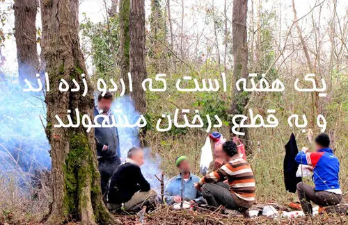 اردو زده‌اند؛ درخت قطع می‌کنند