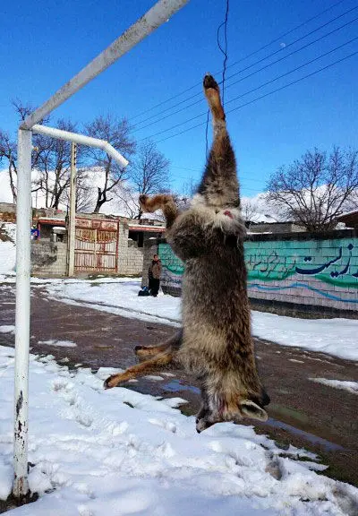 یک تصویر دردناک و یک دنیا حرف