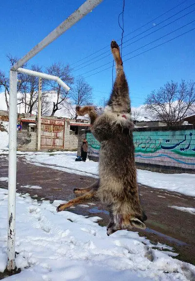 یک تصویر دردناک و یک دنیا حرف