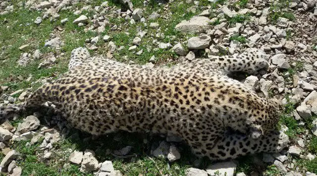 (تصاویر) مرگ سومین پلنگ ایرانی در سال جاری