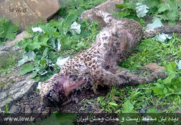 (تصاویر) کشتار ششمین پلنگ در سال ۹۴
