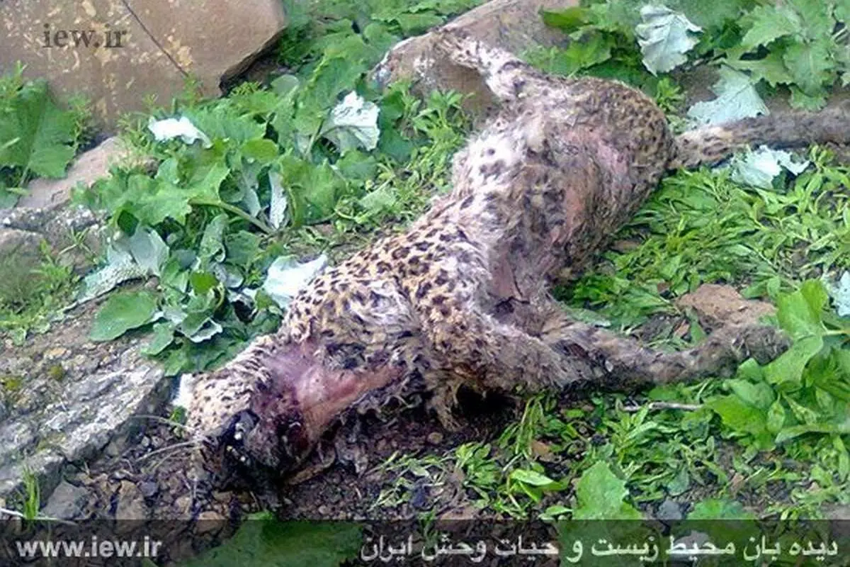 (تصاویر) کشتار ششمین پلنگ در سال ۹۴