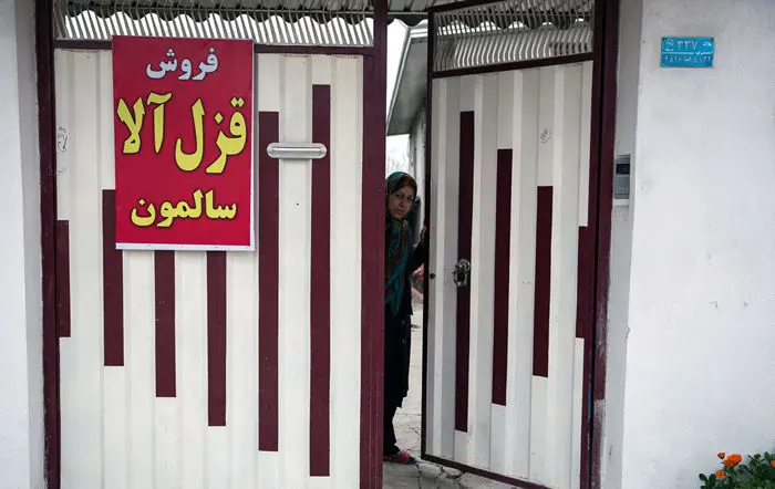 (تصاویر) پرورش ماهی قزل‌آلا در منزل