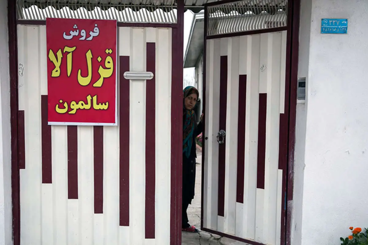 (تصاویر) پرورش ماهی قزل‌آلا در منزل