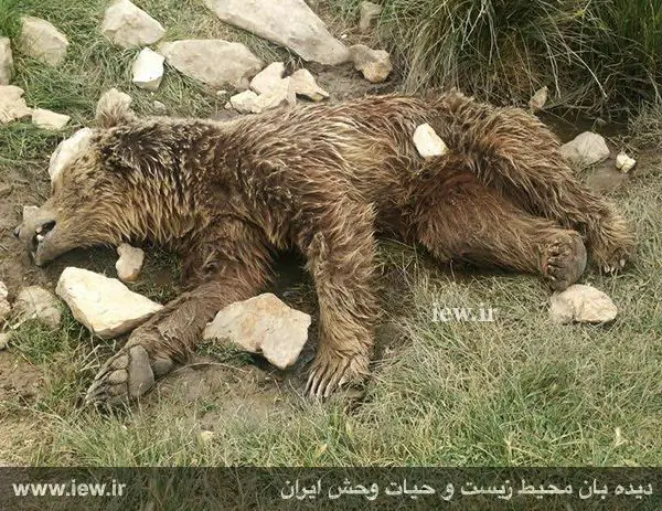(تصاویر) قتل وحشیانه خرس قهوه‌ای در کرمانشاه
